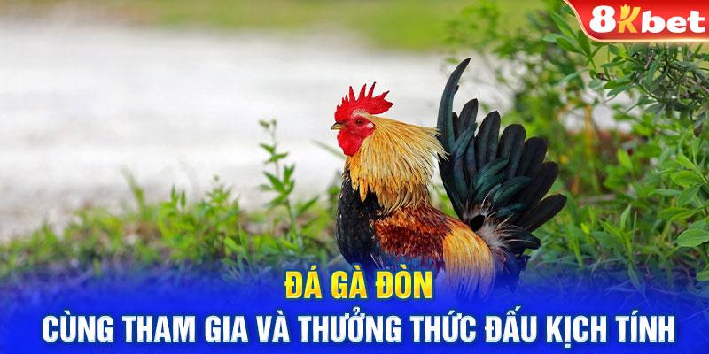 Đá Gà Đòn - Cùng Tham Gia Và Thưởng Thức Đấu Kịch Tính