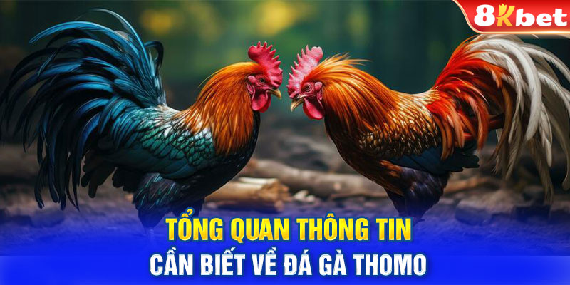 Tổng quan thông tin cần biết về đá gà Thomo